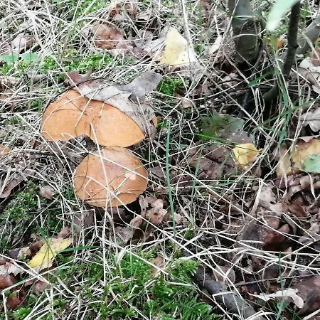 Zielone Wzgorze 1 Jelenia Gora