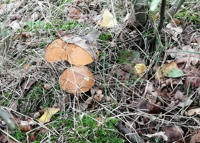 Zielone Wzgórze 1 Jelenia Góra